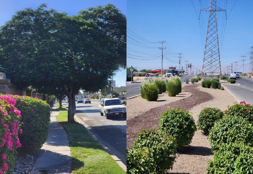 Árboles y plantas en Condesa